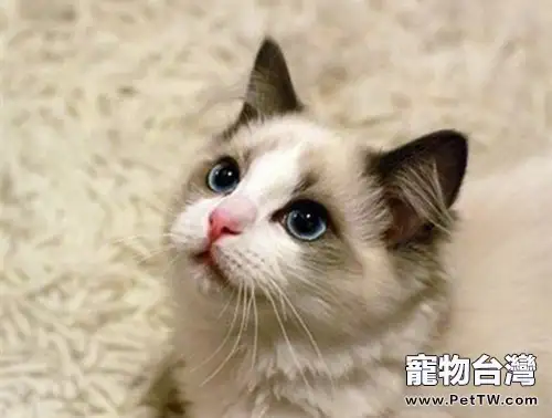 什麼原因導致布偶貓價格如此高(1圖)-寵物台灣