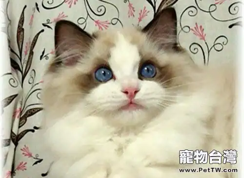 領養布偶貓應該做的準備（1圖）-寵物台灣