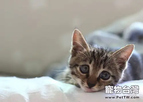 貓奴需注意貓咪排尿狀態