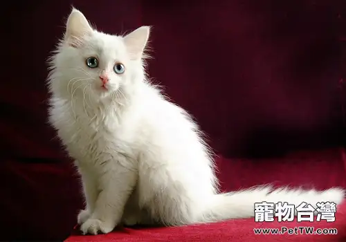 為什麼不同波斯貓的價格相差那麼大