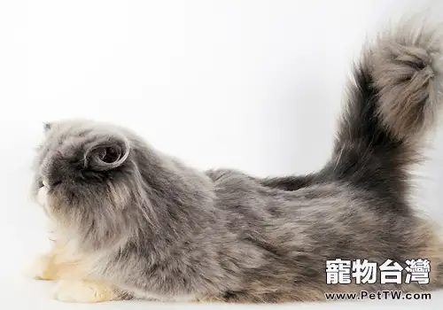 毛色區分波斯貓種類