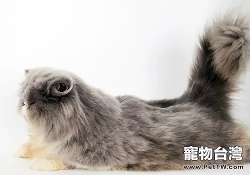 毛色區分波斯貓種類(1圖)-寵物台灣