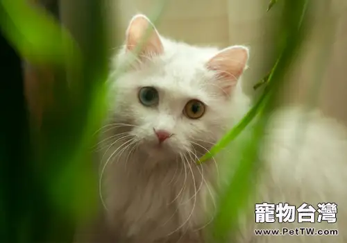 波斯貓的性格是什麼樣的(1圖)-寵物台灣