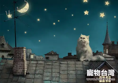 波斯貓掉毛怎麼辦(1圖)-寵物台灣