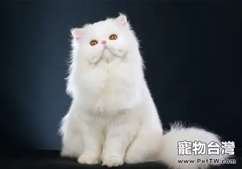 波斯貓拉肚子怎麼辦(共7張圖片)-寵物台灣