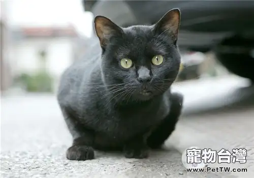 貓氣管支氣管炎的症狀和治療方法(1圖)-寵物台灣