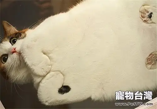 貓維生素B1缺乏症的症狀和治療方法(1圖)-寵物台灣