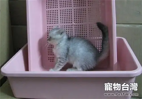 貓咪應何時開始訓練使用貓砂?(1圖)-寵物台灣