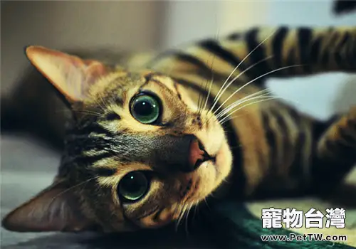 豹貓與孟加拉貓的區別 豹貓與孟加拉貓的區別