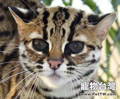 豹貓與孟加拉貓的區別(共2張圖片)-寵物台灣
