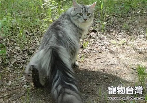 緬因貓壽命有多長?(1圖)-寵物台灣