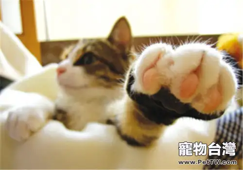 貓咪的腳掌該如何護理？