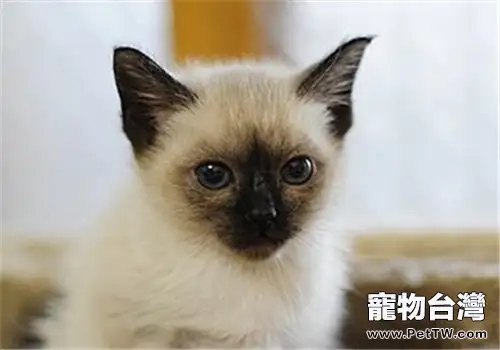 貓咪鼻子和耳部要擦洗(1圖)-寵物台灣