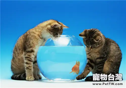 老年貓為何會食慾下降
