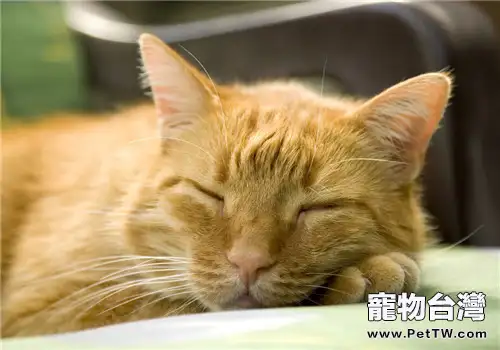如何判斷貓咪是否開始衰老（1圖）-寵物台灣