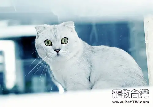 貓咪為什麼會過敏（1圖）-寵物台灣