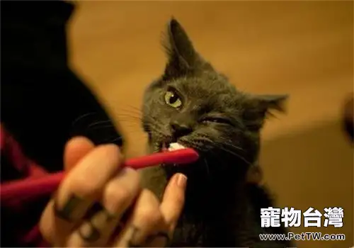 貓咪口腔的護理方法（1圖）-寵物台灣