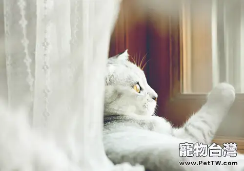 貓咪也會被魚刺卡到