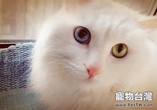 從毛髮看貓咪的健康狀況如何（1圖）-寵物台灣