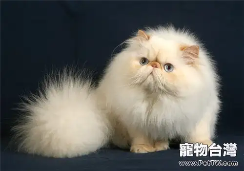 喜馬拉雅貓的性格分析