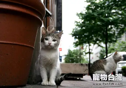 不是每隻流浪貓都適合被圈養