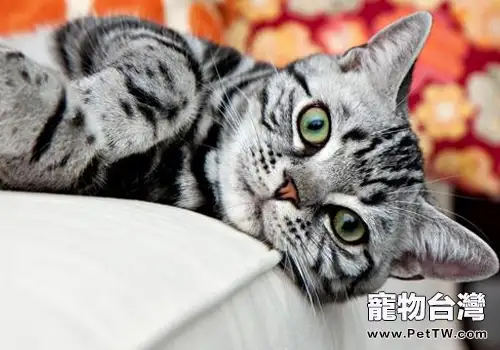 如何幫助肥貓減肥(1圖)-寵物台灣
