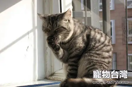 貓咪飯後舔舐臉部原因(1圖)-寵物台灣