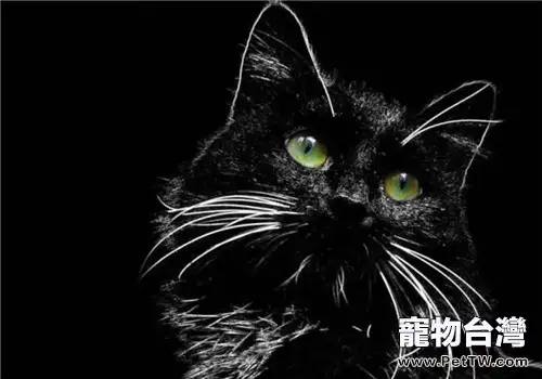 孟買貓眼睛的顏色特點(1圖)-寵物台灣