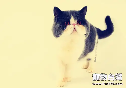 異國短毛貓懷孕小知識(1圖)-寵物台灣