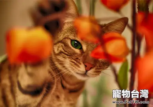 貓咪洗澡太勤快反而不利於貓咪健康（1圖）-寵物台灣