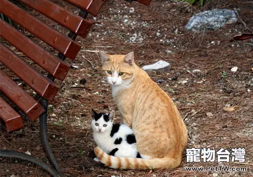 如何接近受傷的流浪貓 