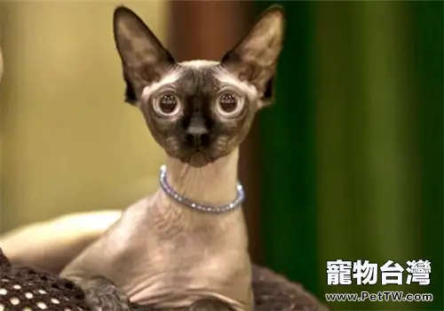 短毛貓的主流是「雜種」（1圖）-寵物台灣