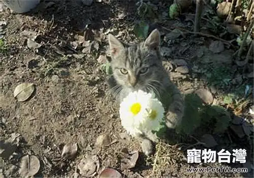 春天對貓貓進行管理的方法