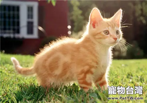 春天貓咪養護心得(1圖)-寵物台灣