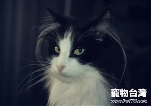 長毛貓溫順大方的原因何在
