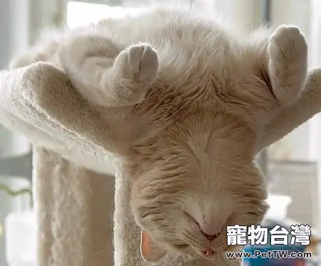 貓睡覺時為什麼把耳朵擠在前肢下