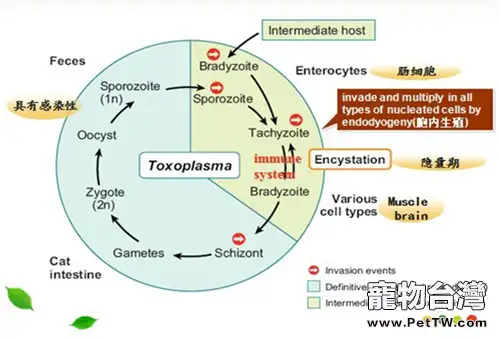 貓弓形蟲的診治