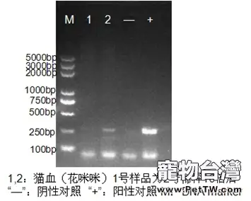 貓弓形蟲的診治