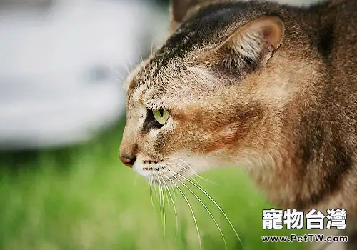 阿比西尼亞貓是什麼(1圖)-寵物台灣