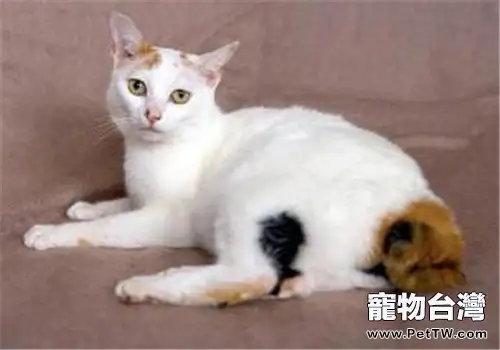日本短尾貓訓練方法