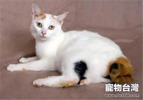 日本短尾貓訓練方法(1圖)-寵物台灣