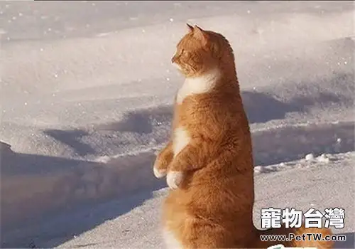 如何訓練貓咪站起來接食物