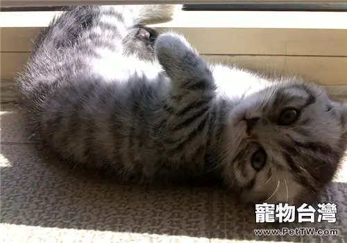 美國短毛貓餵養方法(1圖)-寵物台灣