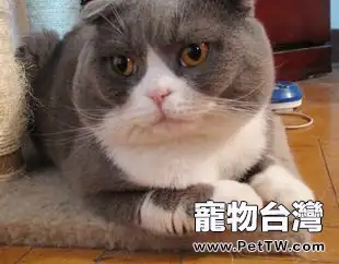 貓咪生病不吃東西怎麼辦(1圖)-寵物台灣