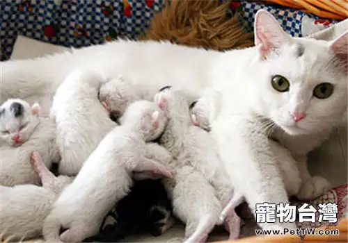 如何協助母貓撫育小貓