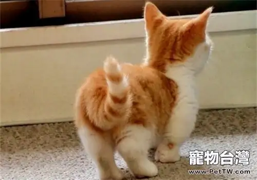 貓咪的小尾巴有大作用