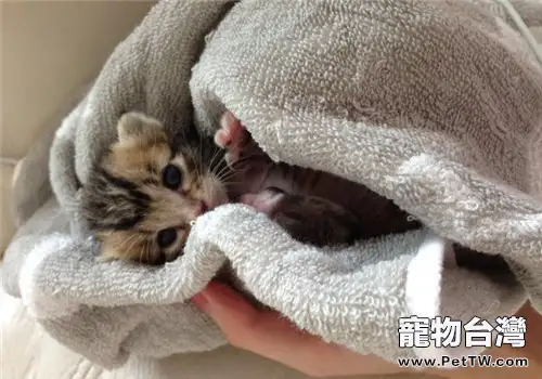 新貓日常生活用品單（共2張圖片）-寵物台灣