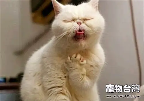 貓是表情豐富的動物