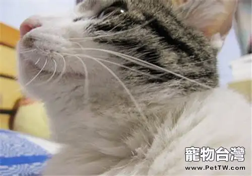 貓敏感的鬍鬚（共2張圖片）-寵物台灣