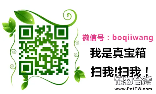 貓敏感的鬍鬚 貓敏感的鬍鬚